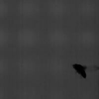 Fruit Fly in Flight (1 of 2)