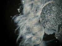 Sperm Conjugate in Motion