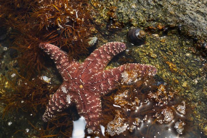 Acidification Weakens Response to Predators