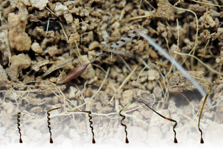 An awn of the seed of Pelargonium carnosum unwinds in response to humidity changes, and the seed digs into the ground.