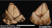 Barnacle Species