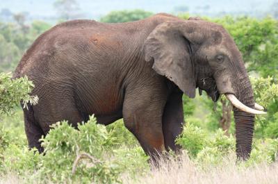 Elephant