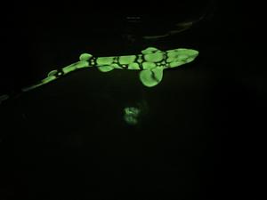Chain catshark (Scyliorhinus retifer)