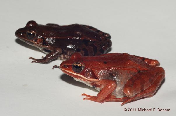 Wood Frog