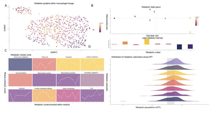 scMetaTraj maps metabolism-centered trajectories
