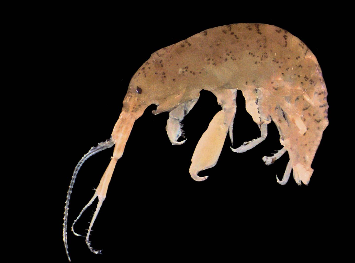 Male Amphipod with Big Claw