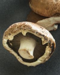 Mushrooms