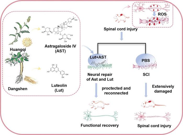A dual-compound strategy rewires the injured spinal cord.