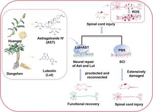 A dual-compound strategy rewires the injured spinal cord.
