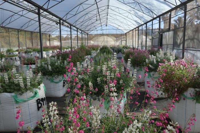 Annuals
