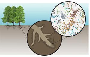 Rhizodeposits