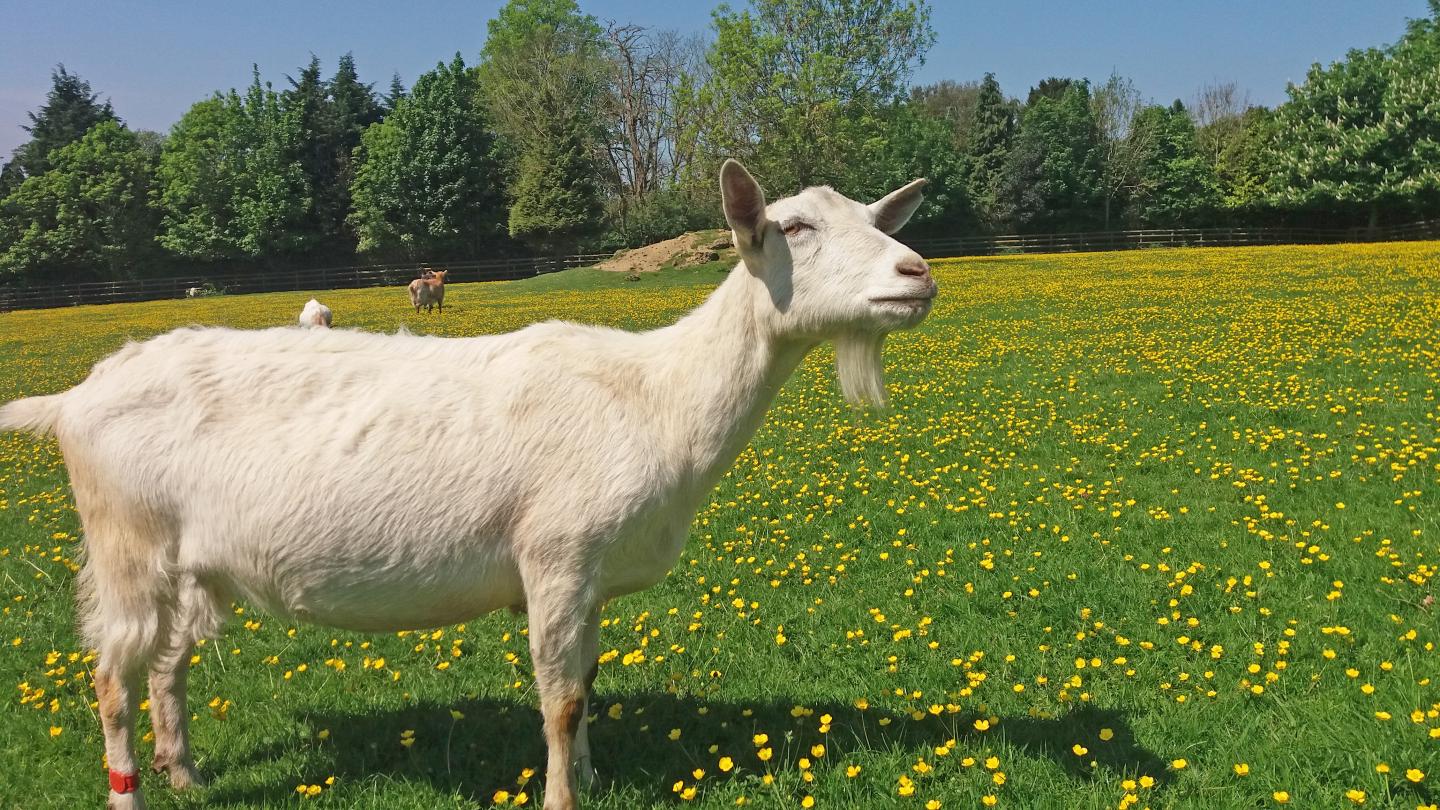 Goat