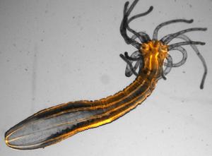 Bar-Ilan University Study Uncovers the Origin of Sleep in Jellyfish and Sea Anemones