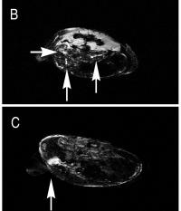 Nanoparticle Images