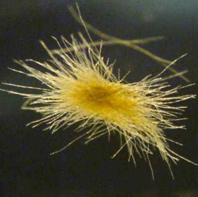 Bacteria