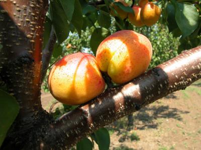 Apricots