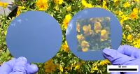 Opaque and Transparent Solar Cells