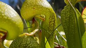 Vespid wasps feed on carnivorous pitcher plant nectar