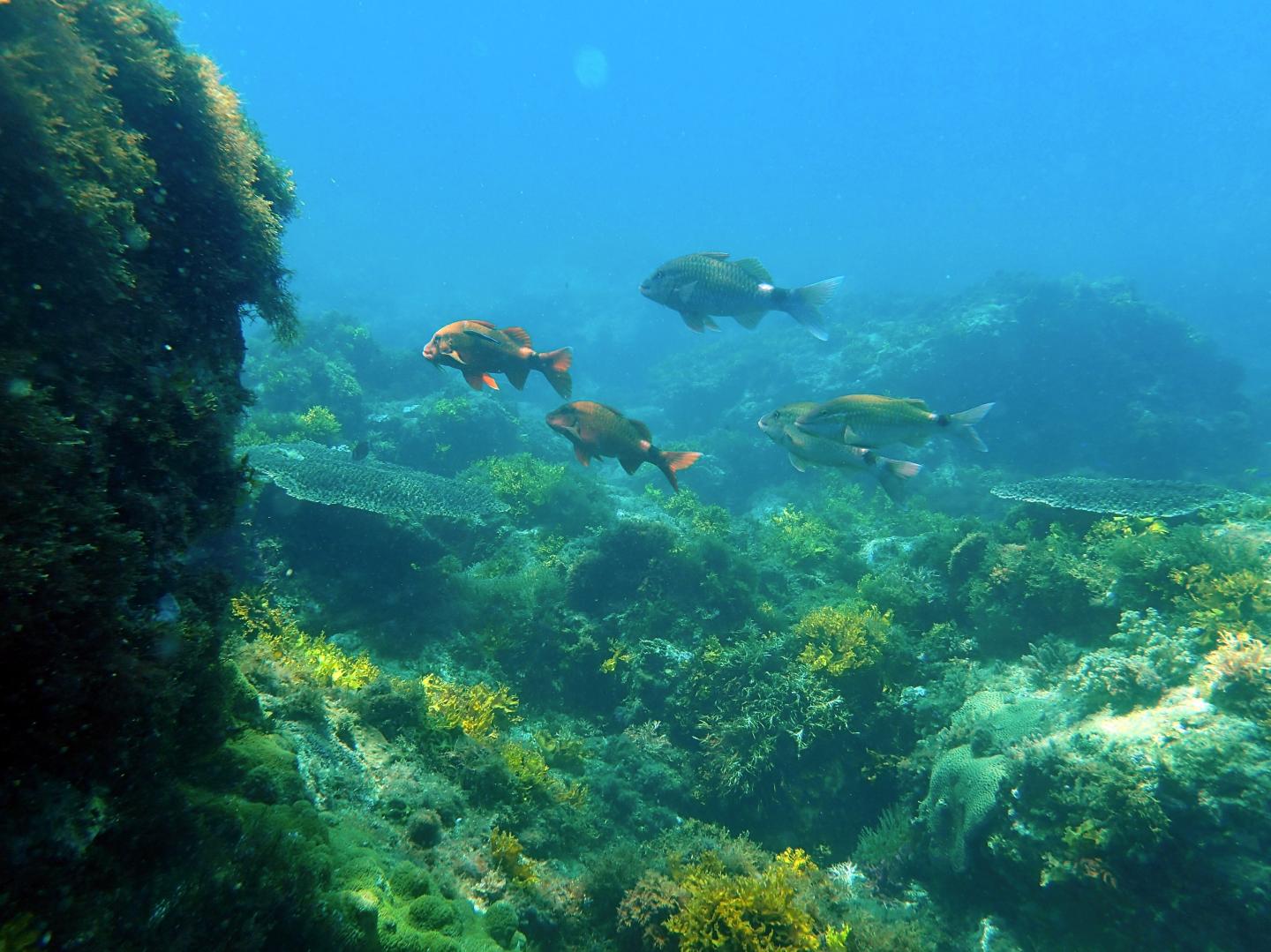 High Biodiversity