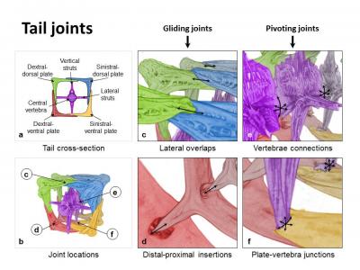 Seahorse Tail Joints
