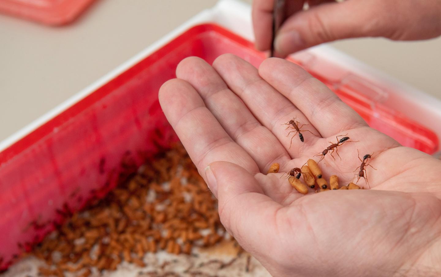 Harpegnathos saltator ants