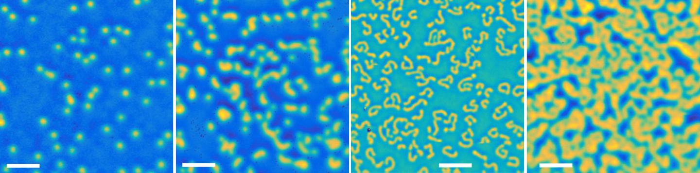 Image of the Skyrmions