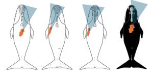 Open wide: Identifying North Atlantic right whale feeding behaviour using camera-validated kinematic data and machine learning