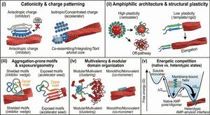 Figure 2.  Antimicrobial peptide-centric design axes governing cross-seeding with amyloids.