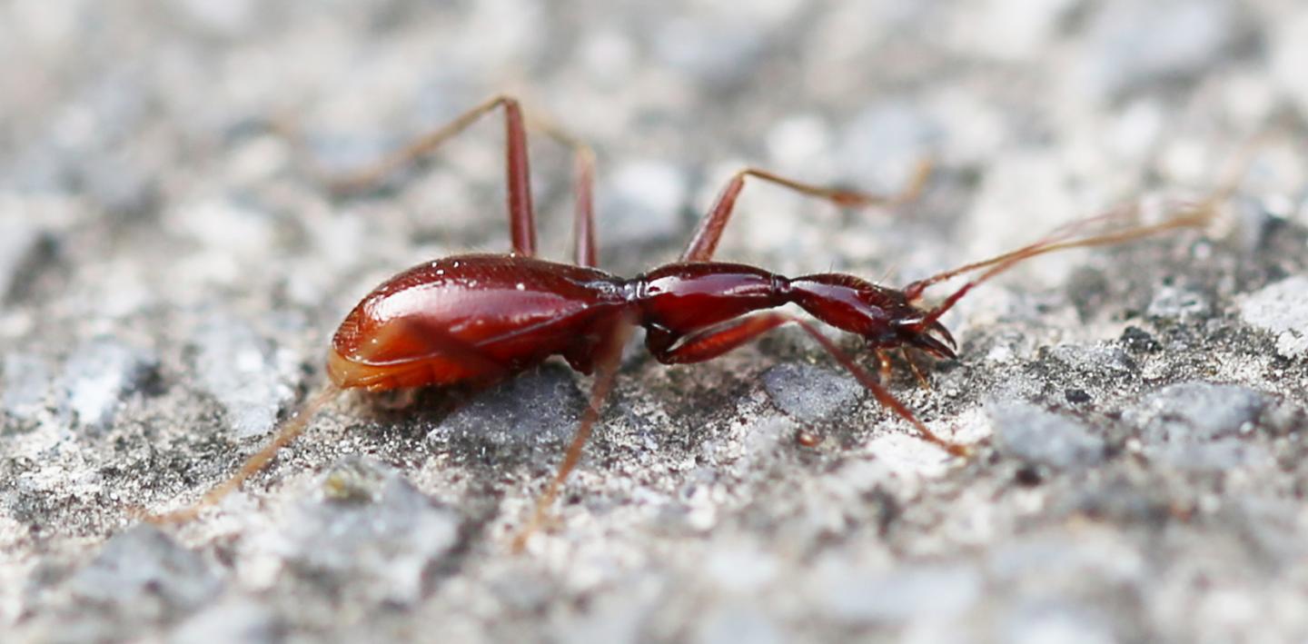 <i>Dongodytes (s.str.) yaophilous</i>