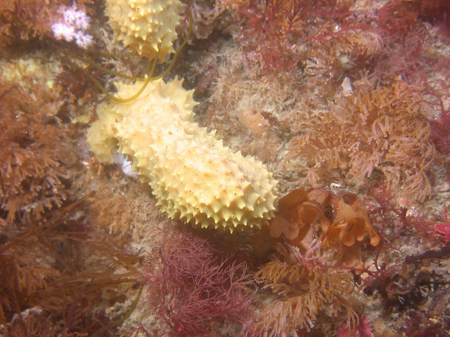 <i>Dendrilla membranosa</i>
