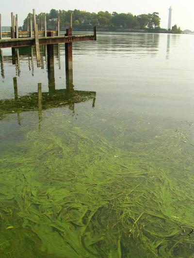 Lake Erie Algae