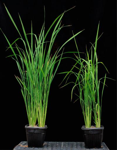 Xax1 Rice Mutant