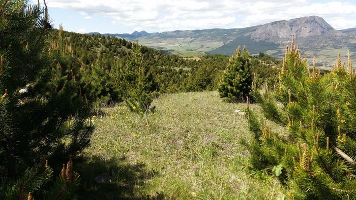 Pine trees in Coyhaique, Chile