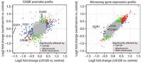 Promoter-Based Expression Profiling of Drugs Targeting the Epidermal Growth Factor Receptor Pathway