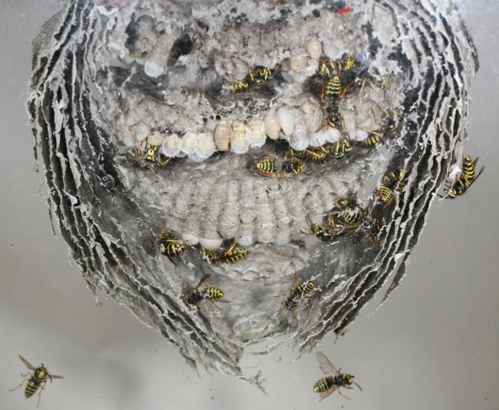 Observation Nest
