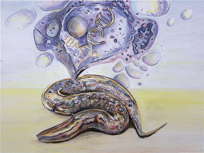 Senescence Uncovered: Worms Show the Way