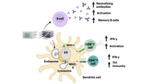 Broad and potent immune activation with DoriVac vaccines