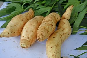 ‘Tanzania’ variety of sweetpotato