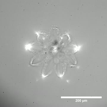 Multi Cellular Capsulation