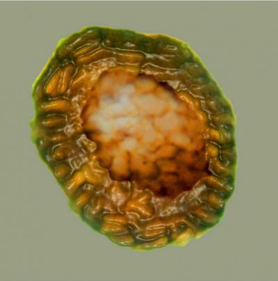Cluster of Cells