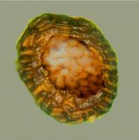 Cluster of Cells