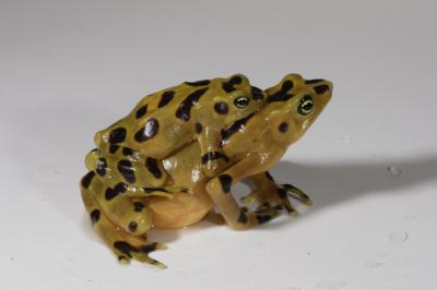Golden Frogs