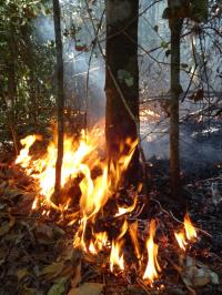 Experimental Fire