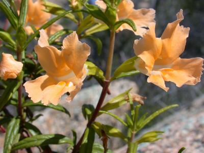 Yellow Monkeyflower