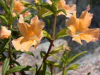 Yellow Monkeyflower