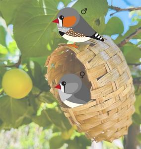 Experts unravel the genetic mechanism behind facial color differences between male and female zebra finches