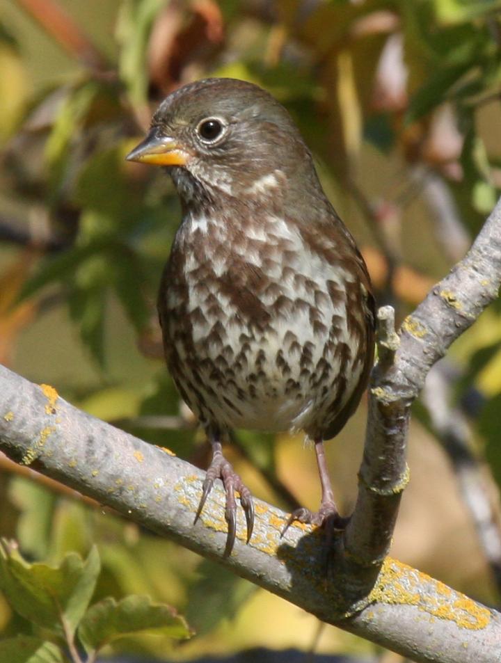 Fox Sparrow