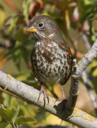 Fox Sparrow