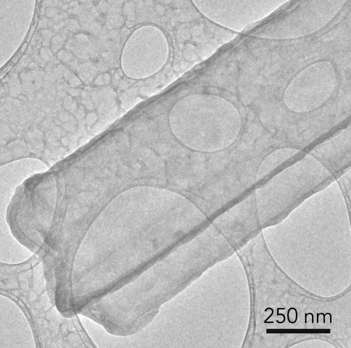 Lithium Metal Dendrite