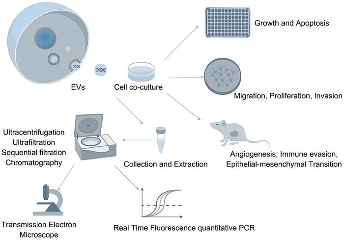 Unlocking the Future of Hepatocellular Carcinoma Early Diagnosis: The Promise of Extracellular Vesicle Biomarkers